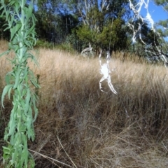 Araneinae (subfamily) at Molonglo Valley, ACT - 18 Feb 2022