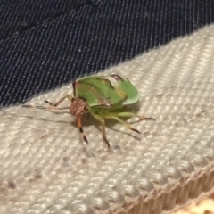 Pentatomoidea (superfamily) (Unidentified Shield or Stink bug) at Molonglo Valley, ACT - 17 Feb 2022 by AndyRussell