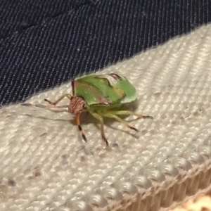 Pentatomoidea (superfamily) at Molonglo Valley, ACT - 18 Feb 2022 09:30 AM