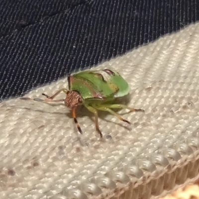 Pentatomoidea (superfamily) (Unidentified Shield or Stink bug) at Molonglo Valley, ACT - 18 Feb 2022 by AndyRussell