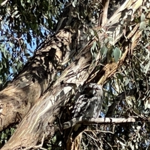 Podargus strigoides at Hackett, ACT - 18 Feb 2022 05:07 PM