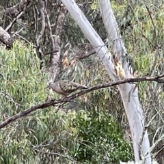 Phaps chalcoptera (Common Bronzewing) at Watson, ACT - 16 Jan 2022 by Louisab