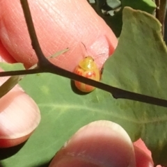 Paropsisterna fastidiosa (Eucalyptus leaf beetle) at Stromlo, ACT - 18 Feb 2022 by AndyRussell