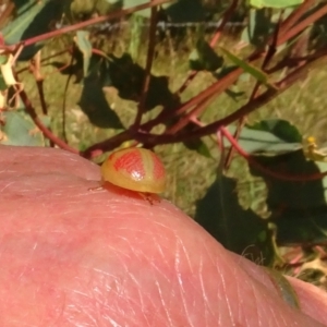 Paropsisterna fastidiosa at Stromlo, ACT - 18 Feb 2022