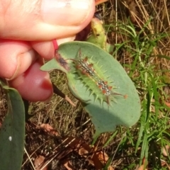 Doratifera quadriguttata (Four-spotted Cup Moth) at Molonglo Valley, ACT - 18 Feb 2022 by AndyRussell