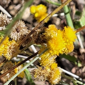 Chrysocephalum apiculatum at Molonglo Valley, ACT - 18 Feb 2022