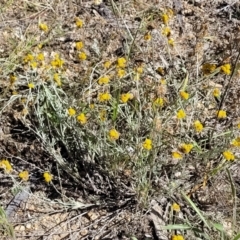 Chrysocephalum apiculatum at Molonglo Valley, ACT - 18 Feb 2022 03:41 PM