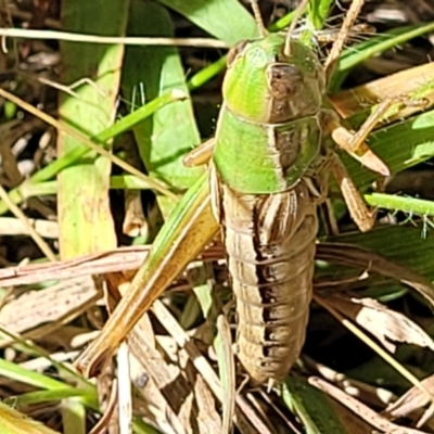 Praxibulus sp. (genus) (A grasshopper) at Molonglo Valley, ACT - 18 Feb 2022 by trevorpreston