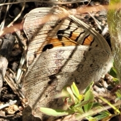 Junonia villida (Meadow Argus) at Molonglo Valley, ACT - 18 Feb 2022 by trevorpreston