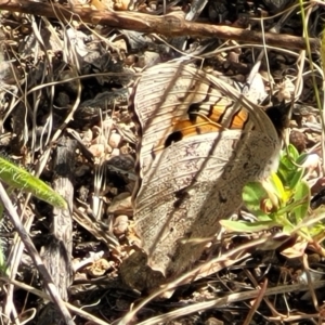 Junonia villida at Molonglo Valley, ACT - 18 Feb 2022