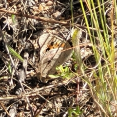 Junonia villida at Molonglo Valley, ACT - 18 Feb 2022