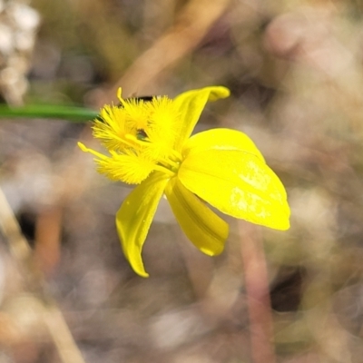 Tricoryne elatior (Yellow Rush Lily) at Molonglo Valley, ACT - 18 Feb 2022 by trevorpreston