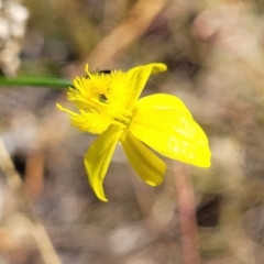 Tricoryne elatior (Yellow Rush Lily) at Molonglo Valley, ACT - 18 Feb 2022 by tpreston