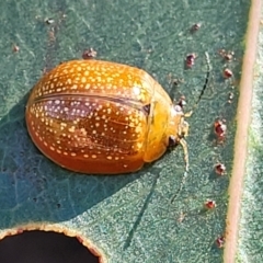 Paropsisterna cloelia (Eucalyptus variegated beetle) at Block 402 - 18 Feb 2022 by trevorpreston