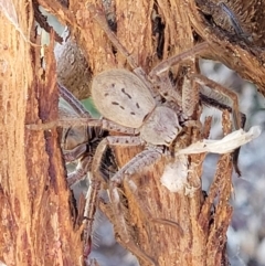 Isopeda (genus) (Huntsman Spider) at Molonglo Valley, ACT - 18 Feb 2022 by trevorpreston