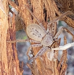 Isopeda sp. (genus) at Molonglo Valley, ACT - 18 Feb 2022