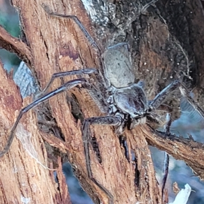 Isopeda (genus) (Huntsman Spider) at Molonglo Valley, ACT - 18 Feb 2022 by trevorpreston