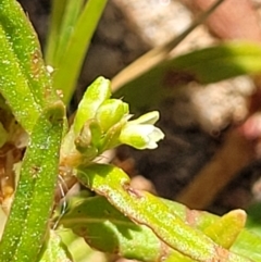 Persicaria prostrata (Creeping Knotweed) at Molonglo Valley, ACT - 18 Feb 2022 by trevorpreston