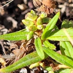 Persicaria prostrata at Molonglo Valley, ACT - 18 Feb 2022