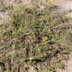 Persicaria prostrata at Molonglo Valley, ACT - 18 Feb 2022