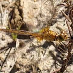 Diplacodes bipunctata (Wandering Percher) at Molonglo Valley, ACT - 18 Feb 2022 by tpreston