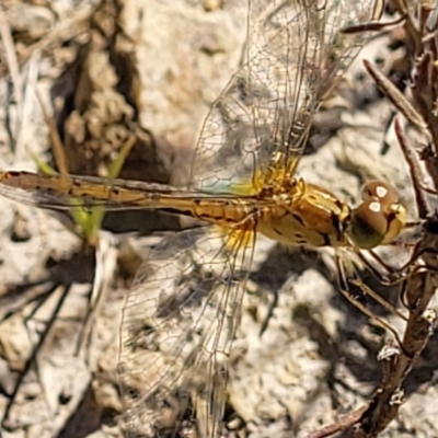 Diplacodes bipunctata (Wandering Percher) at Block 402 - 18 Feb 2022 by trevorpreston