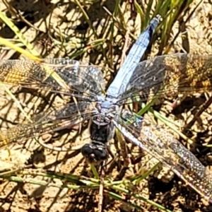 Orthetrum caledonicum at Molonglo Valley, ACT - 18 Feb 2022