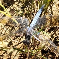 Orthetrum caledonicum (Blue Skimmer) at Molonglo Valley, ACT - 18 Feb 2022 by tpreston