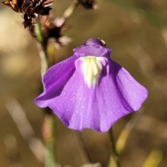 Utricularia dichotoma (Fairy Aprons, Purple Bladderwort) at Block 402 - 18 Feb 2022 by trevorpreston