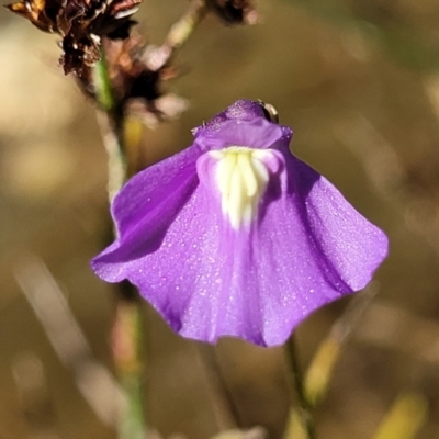 Utricularia dichotoma (Fairy Aprons, Purple Bladderwort) at Molonglo Valley, ACT - 18 Feb 2022 by trevorpreston