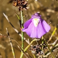 Utricularia dichotoma at Molonglo Valley, ACT - 18 Feb 2022 04:03 PM