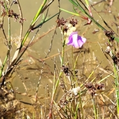 Utricularia dichotoma at Molonglo Valley, ACT - 18 Feb 2022