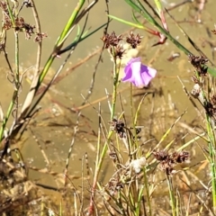 Utricularia dichotoma at Molonglo Valley, ACT - 18 Feb 2022 04:03 PM