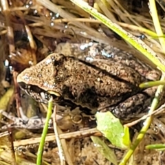 Litoria latopalmata (Broad-palmed Tree-frog) at Block 402 - 18 Feb 2022 by trevorpreston