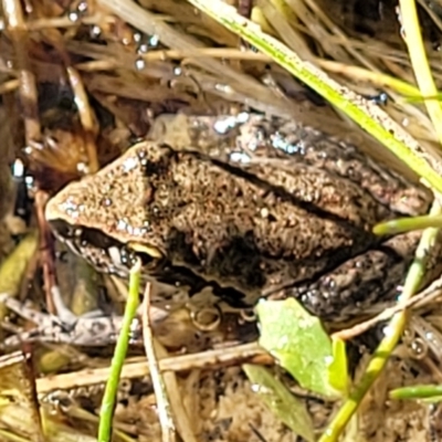 Litoria latopalmata (Broad-palmed Tree-frog) at Molonglo Valley, ACT - 18 Feb 2022 by trevorpreston