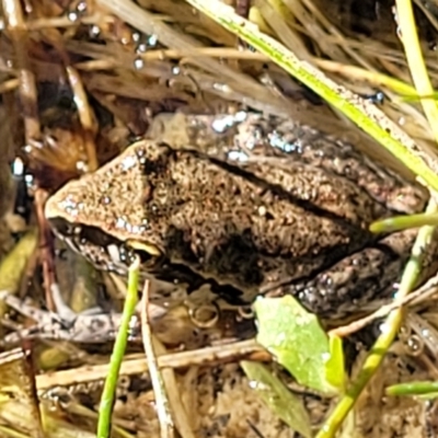 Litoria latopalmata (Broad-palmed Tree-frog) at Bluetts Block Area - 18 Feb 2022 by trevorpreston