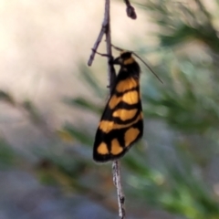 Asura lydia (Lydia Lichen Moth) at Piney Ridge - 18 Feb 2022 by tpreston