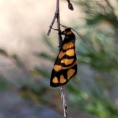 Asura lydia (Lydia Lichen Moth) at Block 402 - 18 Feb 2022 by trevorpreston