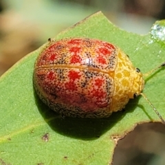 Paropsis obsoleta (Leaf beetle) at Block 402 - 18 Feb 2022 by trevorpreston