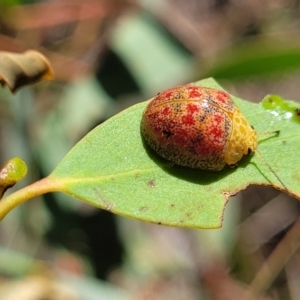 Paropsis obsoleta at Stromlo, ACT - 18 Feb 2022