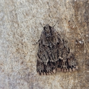 Spectrotrota fimbrialis at Stromlo, ACT - 18 Feb 2022