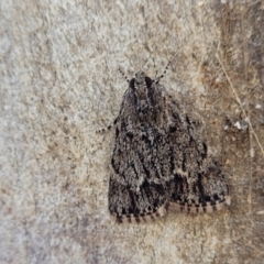 Spectrotrota fimbrialis (A Pyralid moth) at Stromlo, ACT - 18 Feb 2022 by tpreston