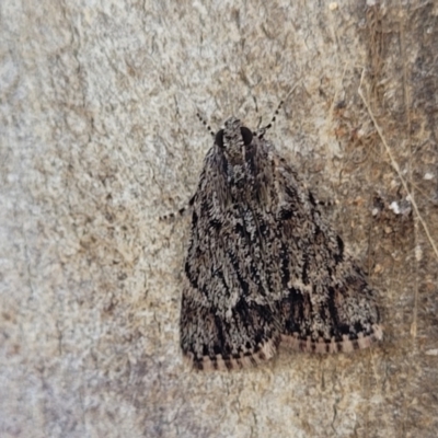 Spectrotrota fimbrialis (A Pyralid moth) at Block 402 - 18 Feb 2022 by trevorpreston