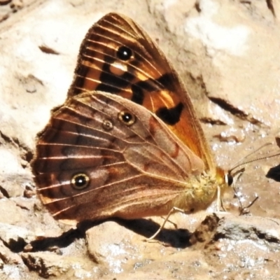 Heteronympha paradelpha (Spotted Brown) at Cotter River, ACT - 18 Feb 2022 by JohnBundock
