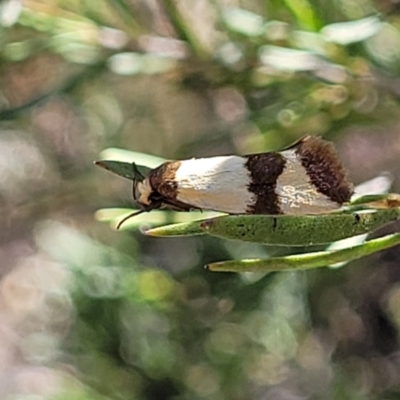 Chrysonoma fascialis (A concealer moth) at Piney Ridge - 18 Feb 2022 by tpreston
