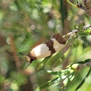 Chrysonoma fascialis at Stromlo, ACT - 18 Feb 2022