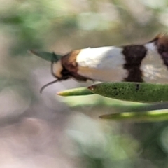 Chrysonoma fascialis at Stromlo, ACT - 18 Feb 2022