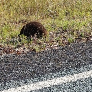 Tachyglossus aculeatus at Paddys River, ACT - 18 Feb 2022 09:19 AM