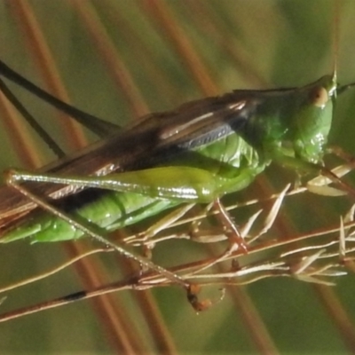 Conocephalomima barameda (False Meadow Katydid, Barameda) at Uriarra, NSW - 18 Feb 2022 by JohnBundock