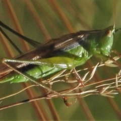 Conocephalomima barameda (False Meadow Katydid, Barameda) at Brindabella National Park - 18 Feb 2022 by JohnBundock